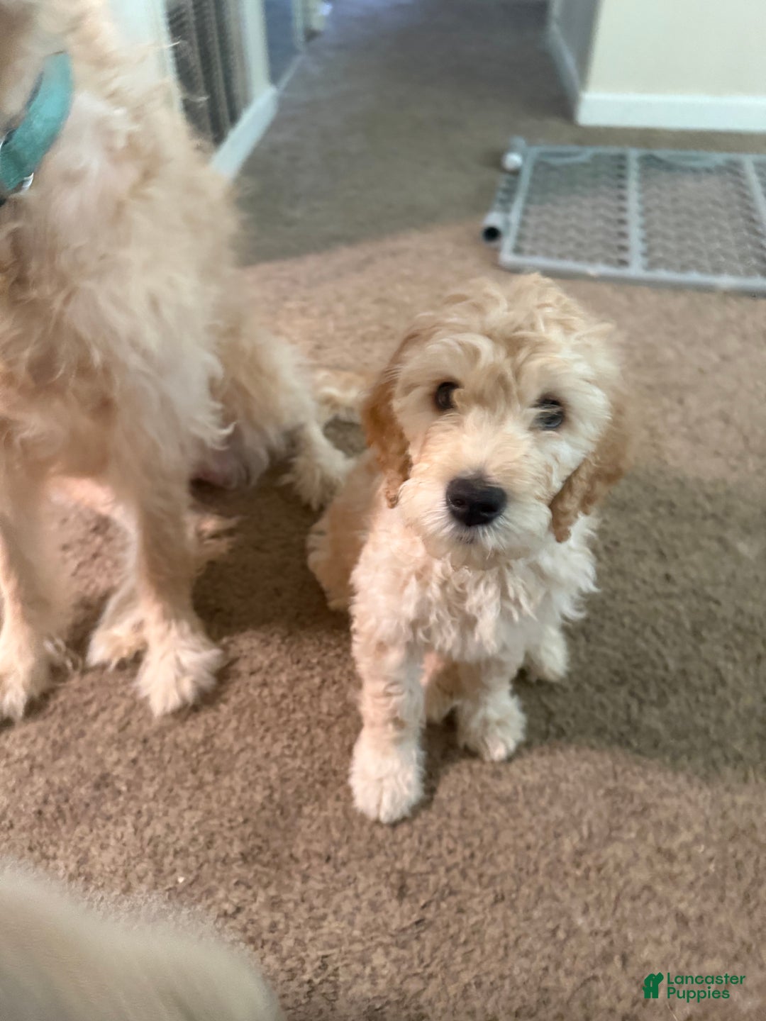 Goldendoodle dogs for sale: Goldendoodle Puppy 1 - Ad 7