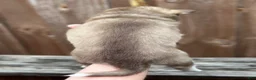 Pomsky dogs for sale: Clementine - Ad 5