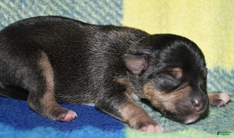 Rat Terrier dogs Monty - Ad 2