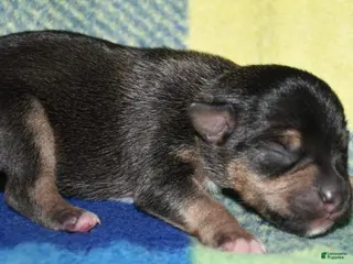 Rat Terrier dogs Monty - Ad 2