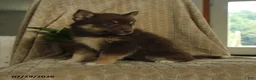 Pomsky dogs for sale: Breeze - Ad 5