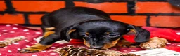 Miniature Dachshund dogs for sale: Yosef - Ad 7