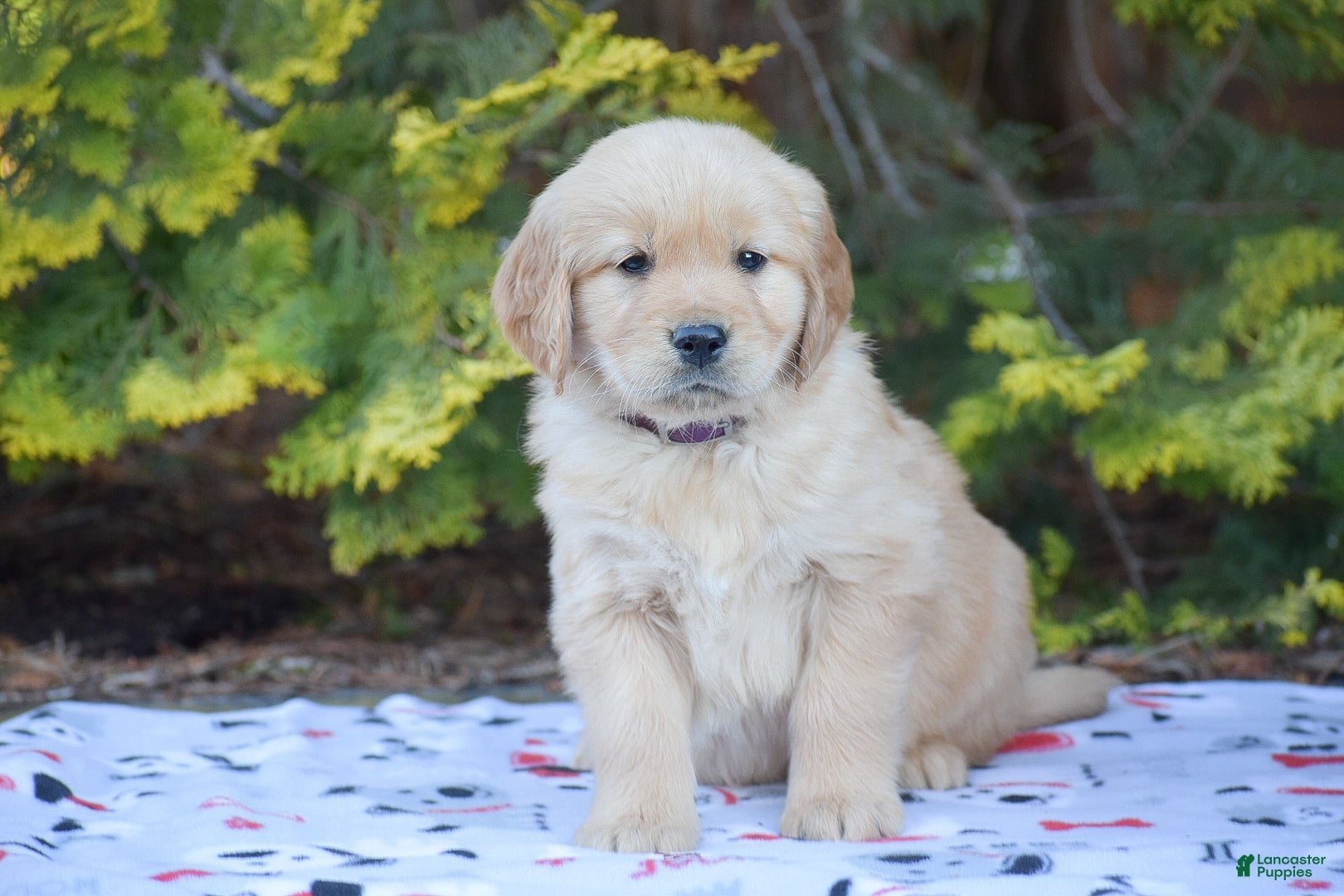 Golden Retriever dogs Benny - Ad 2