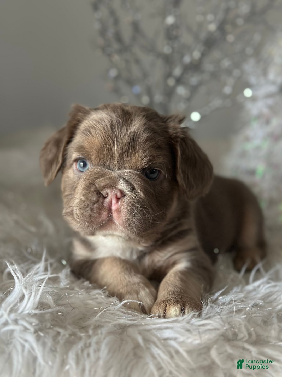 French Bulldog dogs for sale: Isabella and tan fluffy pink carrier - Ad 2