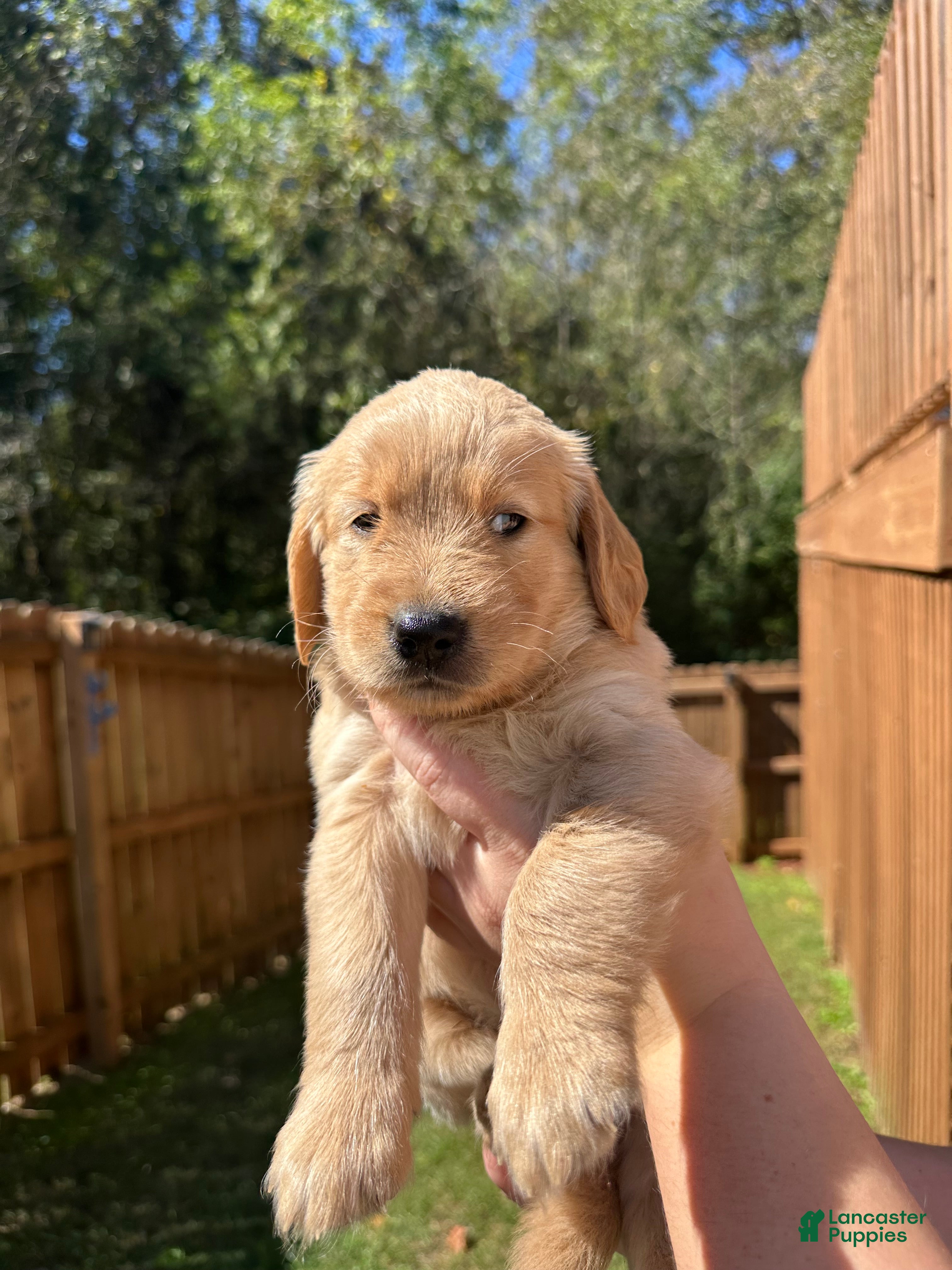 Golden Retriever dogs for sale: Golden Retriever Litter photos.  - Ad 2