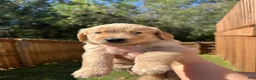 Golden Retriever dogs for sale: Golden Retriever Litter photos.  - Ad 2