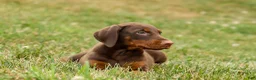 Doberman Pinscher dogs for sale: DASHER - Ad 7