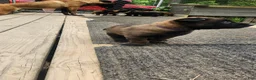 Belgian Malinois dogs for sale: Nova (Purple) - Ad 3