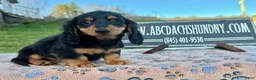 Miniature Dachshund dogs for sale: Russian male - Ad 1