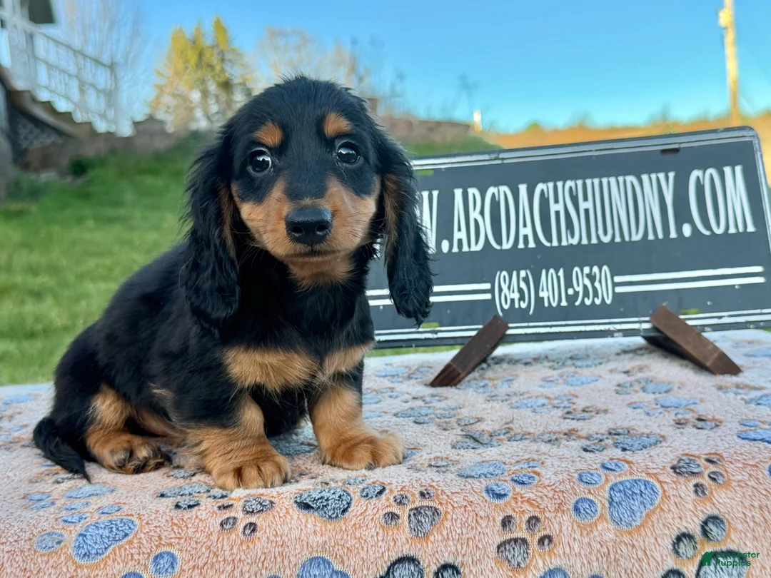 Miniature Dachshund dogs for sale: Russian male - Ad 1