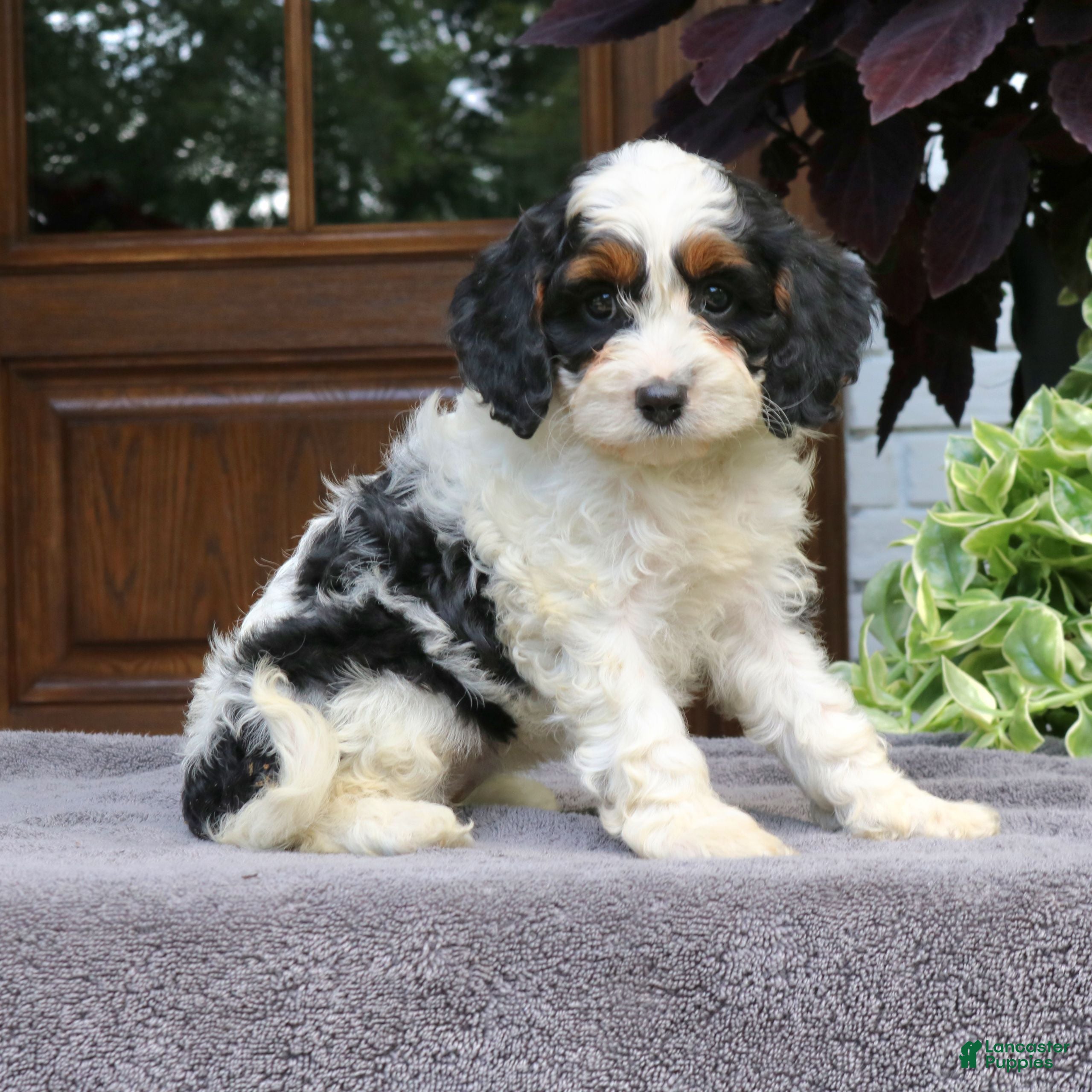 Cavapoo dogs Cora  - Ad 2