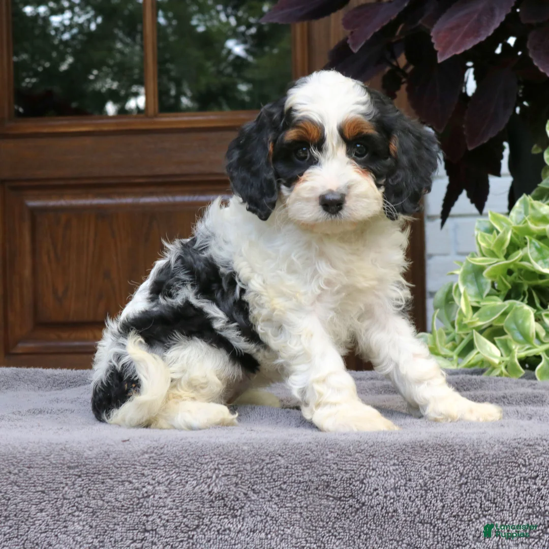 Cavapoo dogs for sale: Cora  - Ad 2