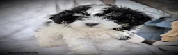 Maltipoo dogs for sale: Oreo - Ad 2