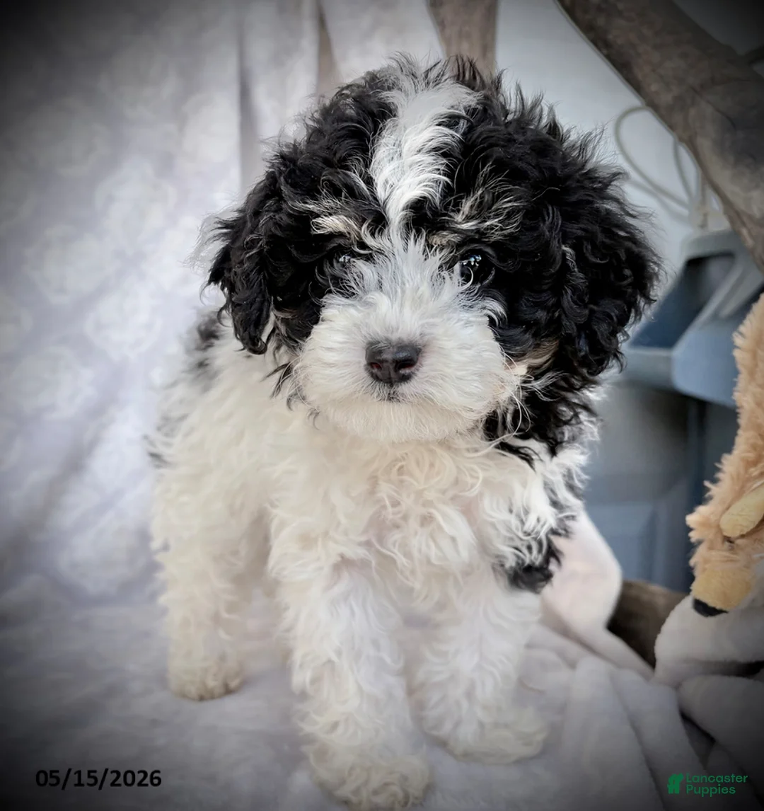 Maltipoo dogs for sale: Oreo - Ad 2