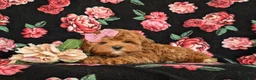 Cavapoo dogs for sale: Cheri Hypoallergenic - Ad 7