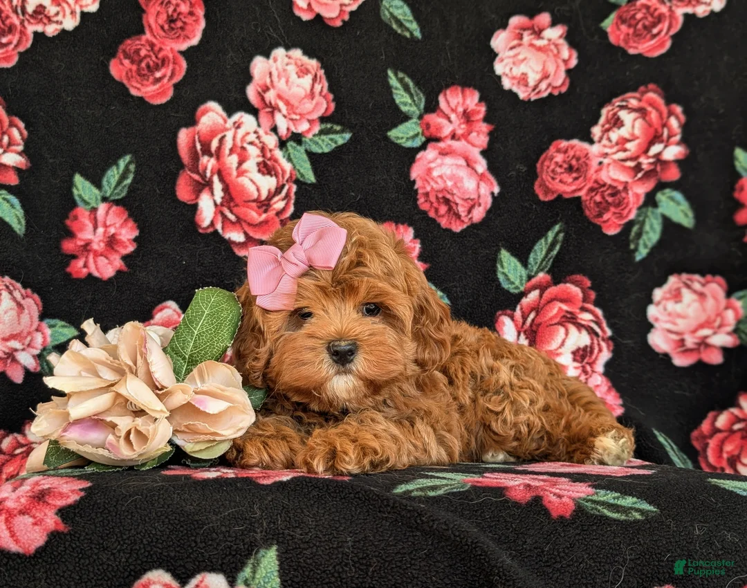 Cavapoo dogs for sale: Cheri Hypoallergenic - Ad 7