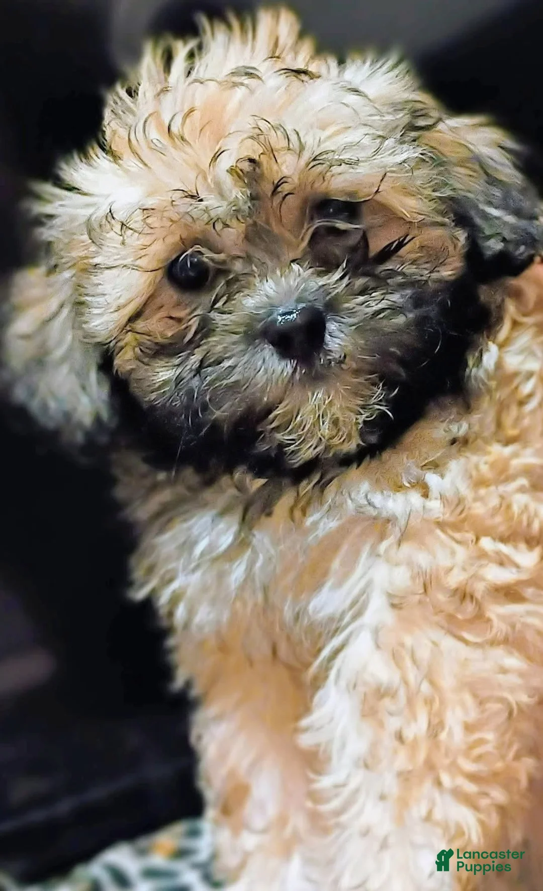 Malshi dogs for sale: Chloe - Ad 1