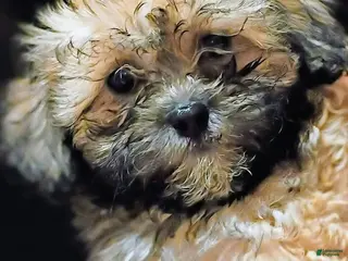 Malshi dogs Chloe - Ad 13