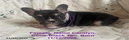 French Bulldog dogs for sale: Carolyn - Ad 1
