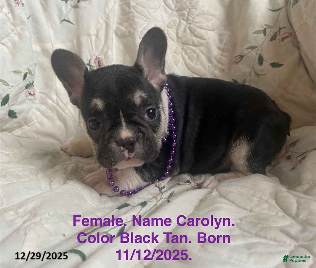 French Bulldog dogs for sale: Carolyn - Ad 1