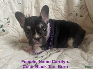 French Bulldog dogs Carolyn - Ad 15