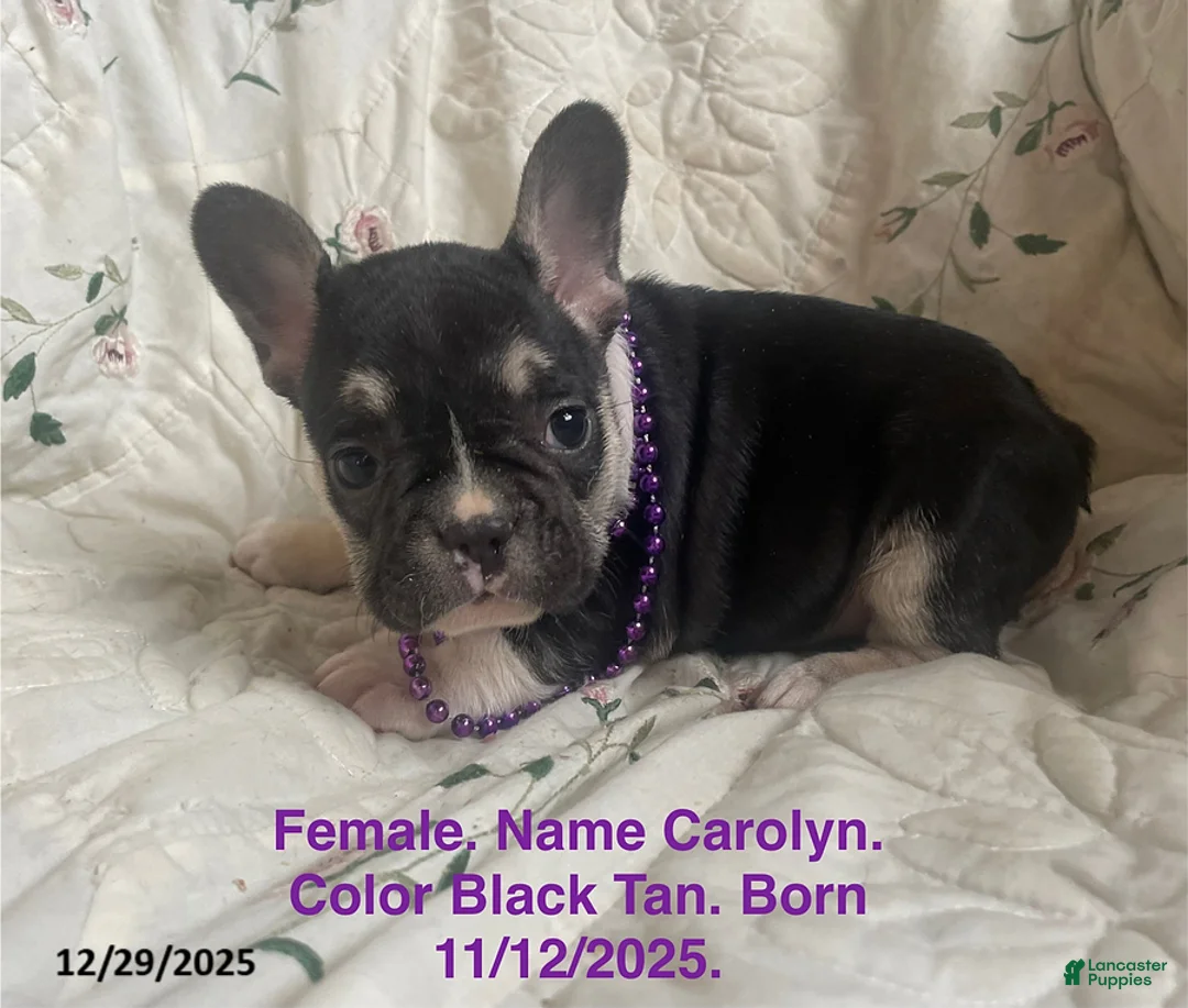 French Bulldog dogs for sale: Carolyn - Ad 1