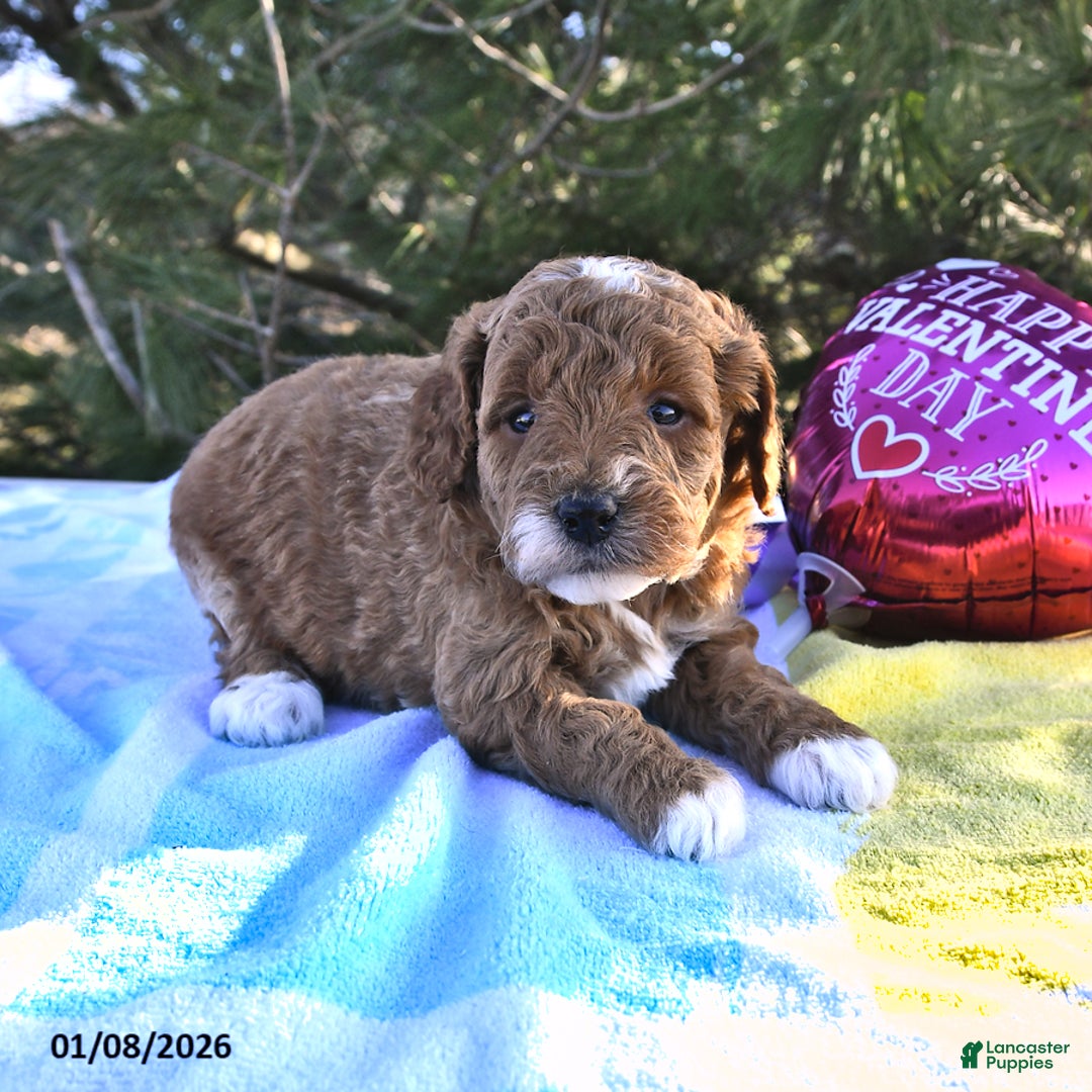 Mini Goldendoodle dogs for sale: Ocean - Ad 3