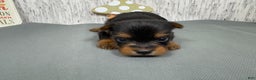 Yorkshire Terrier dogs for sale: Yorkshire Terrier Puppy 2 - Ad 6