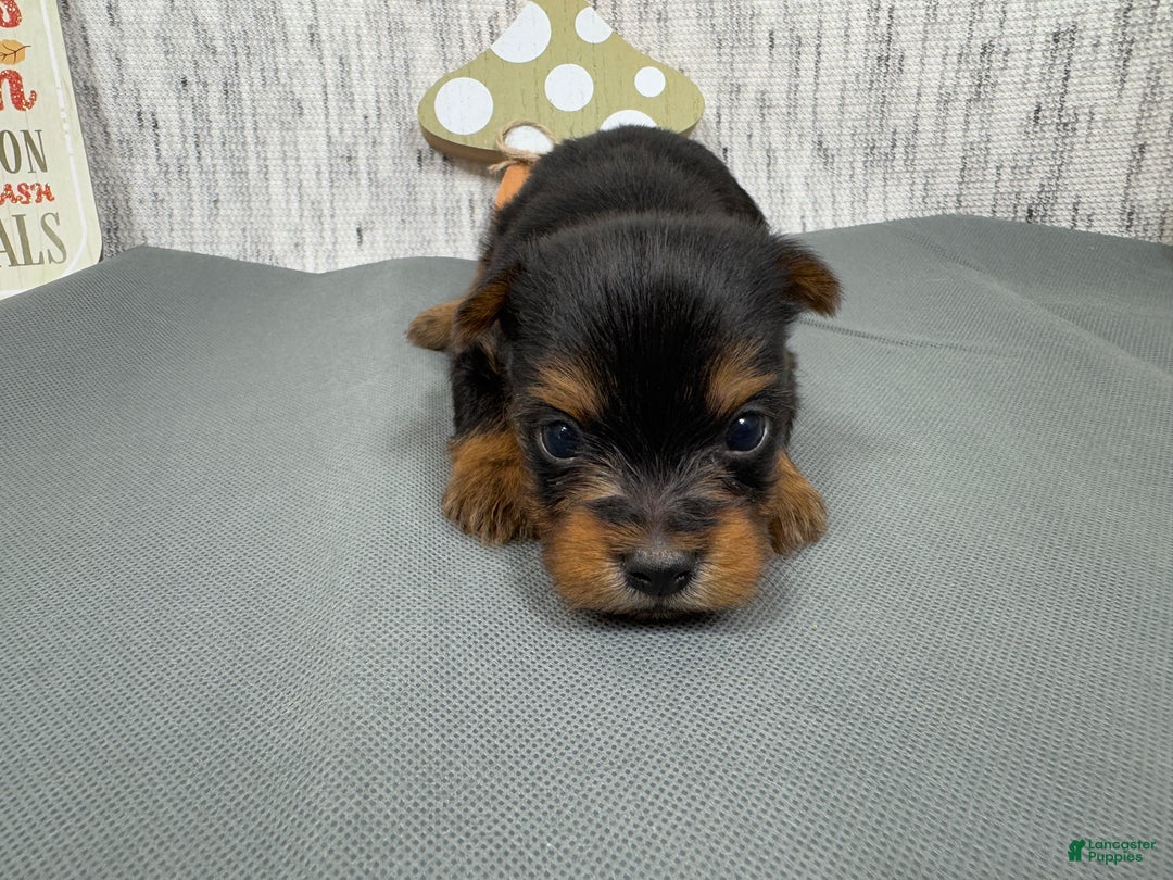 Yorkshire Terrier dogs for sale: Yorkshire Terrier Puppy 2 - Ad 6