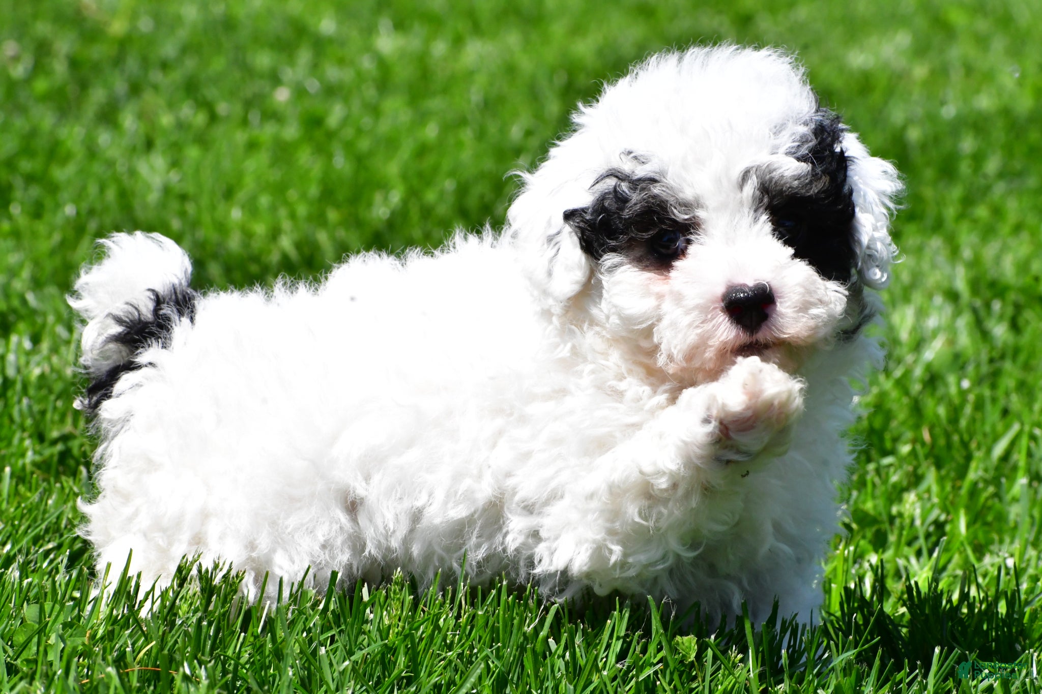 Miniature Poodle dogs Tristan - Ad 1