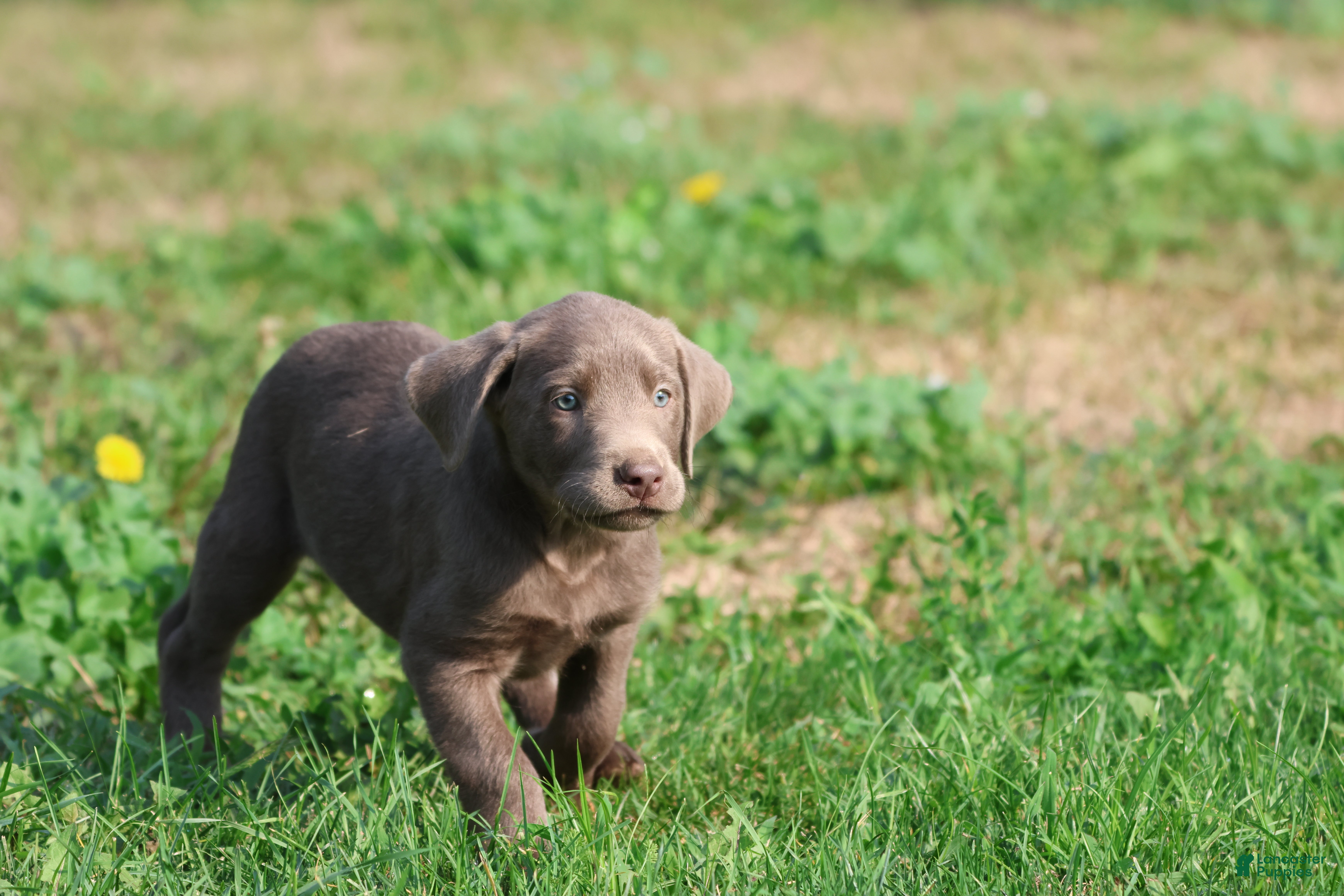 Labrador Retriever dogs Terminator  - Ad 2