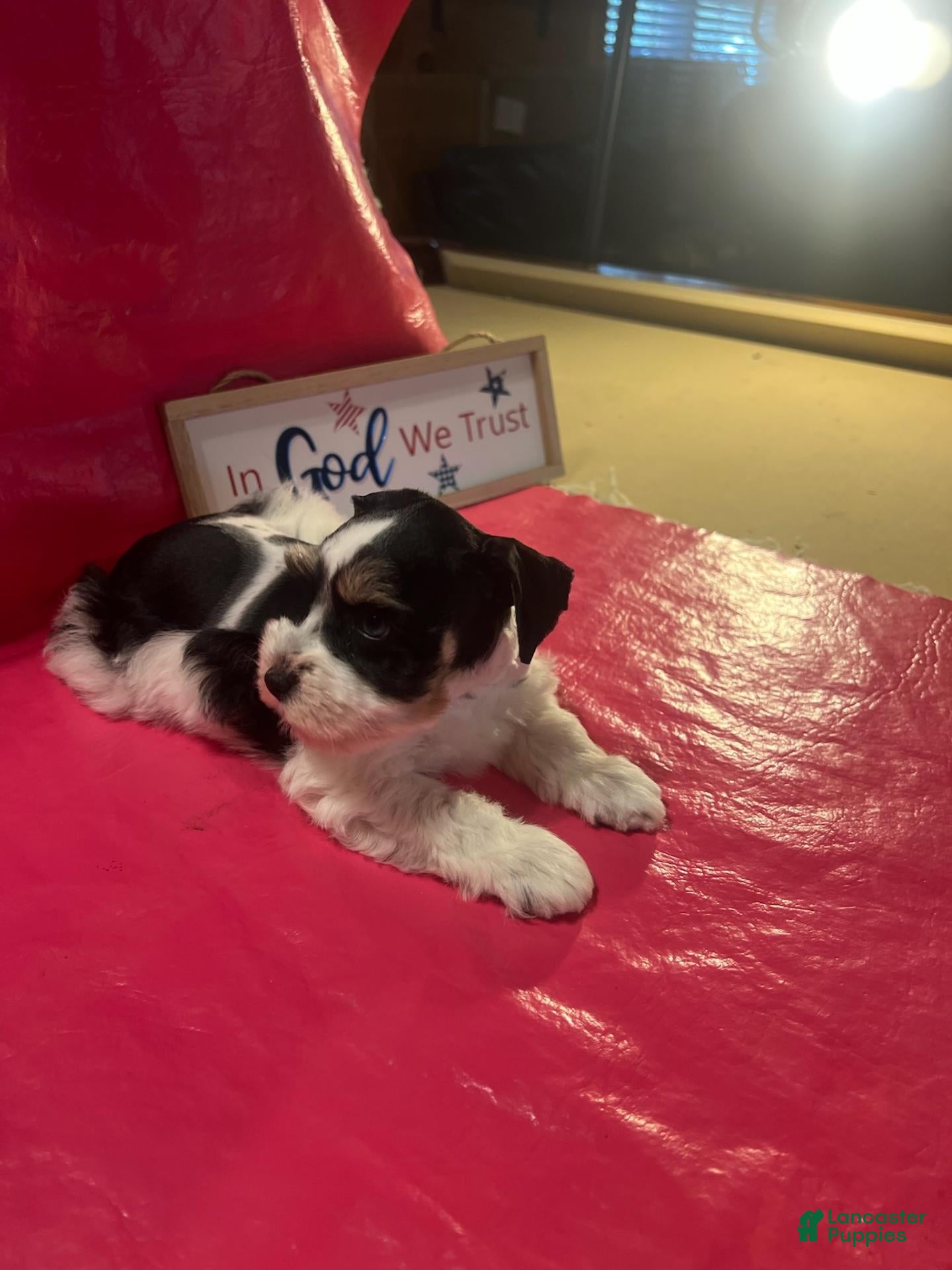Miniature Schnauzer dogs for sale: Sophie (ri-coloured parti, double blue eyes) - Ad 2