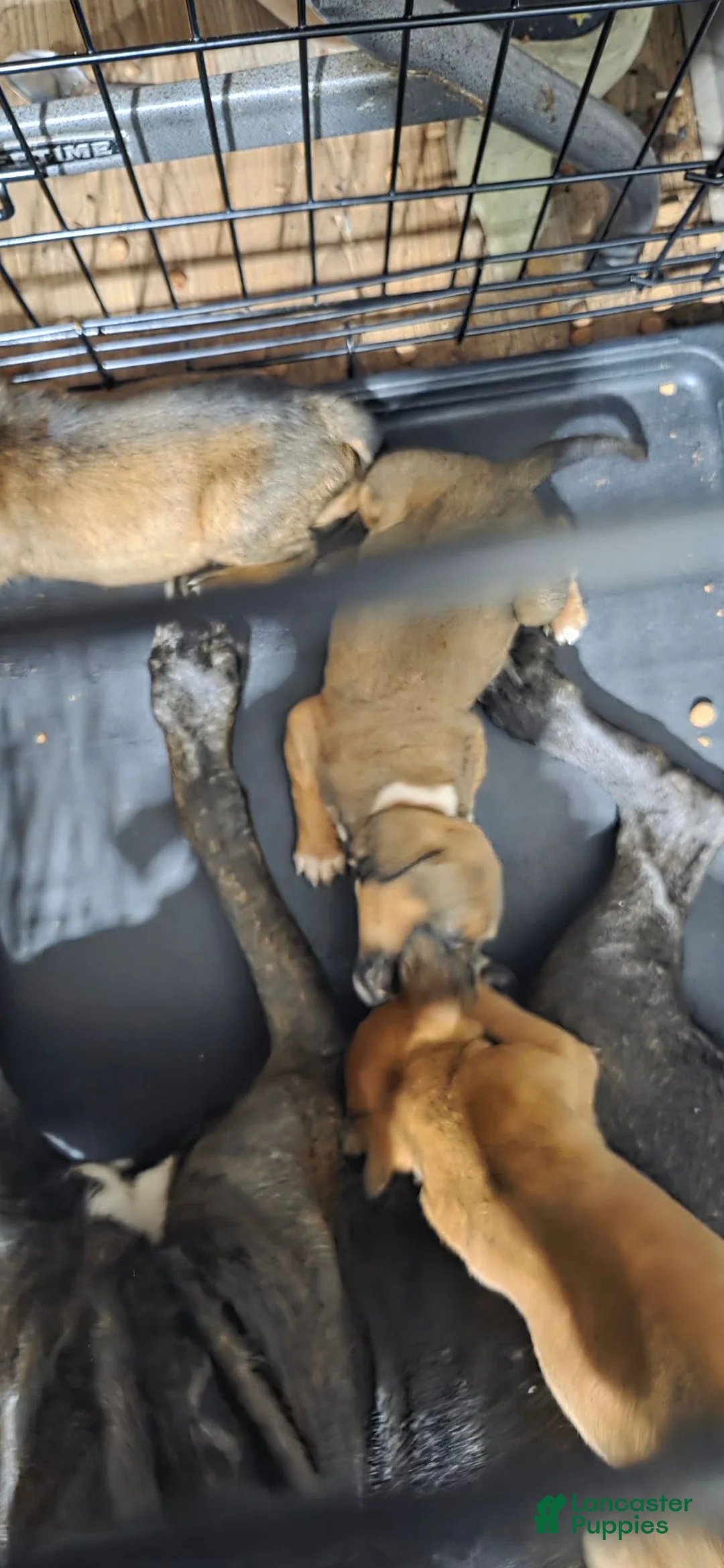 Cane Corso dogs for sale: Cane Corso 2 - Ad 2