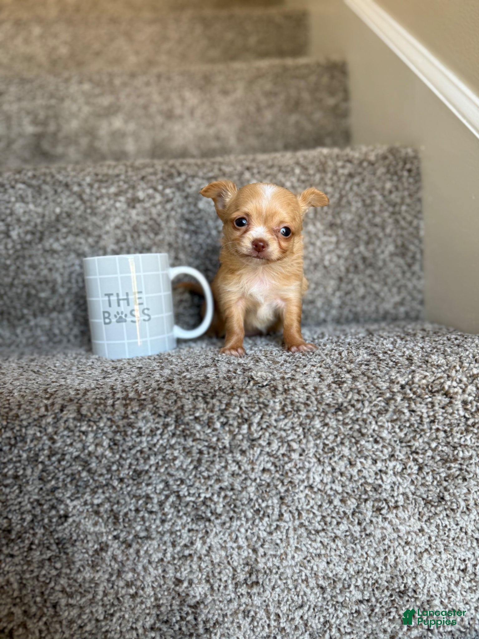 Chihuahua dogs Minnie TEACUP  - Ad 35