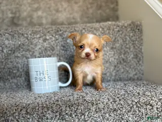 Chihuahua dogs Minnie TEACUP - Ad 35
