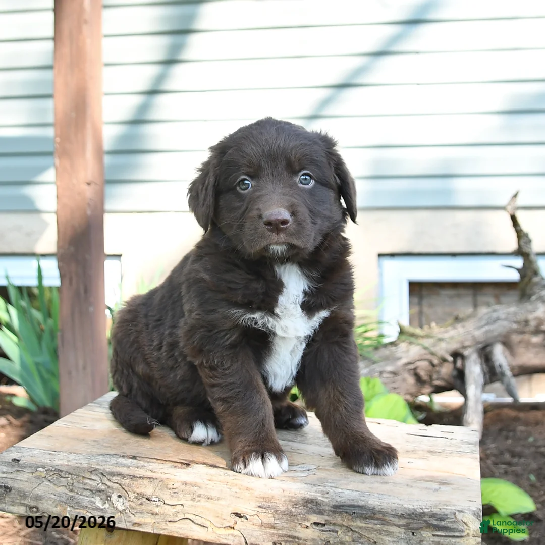 Mixed Breed dogs for sale: Sage - Ad 2
