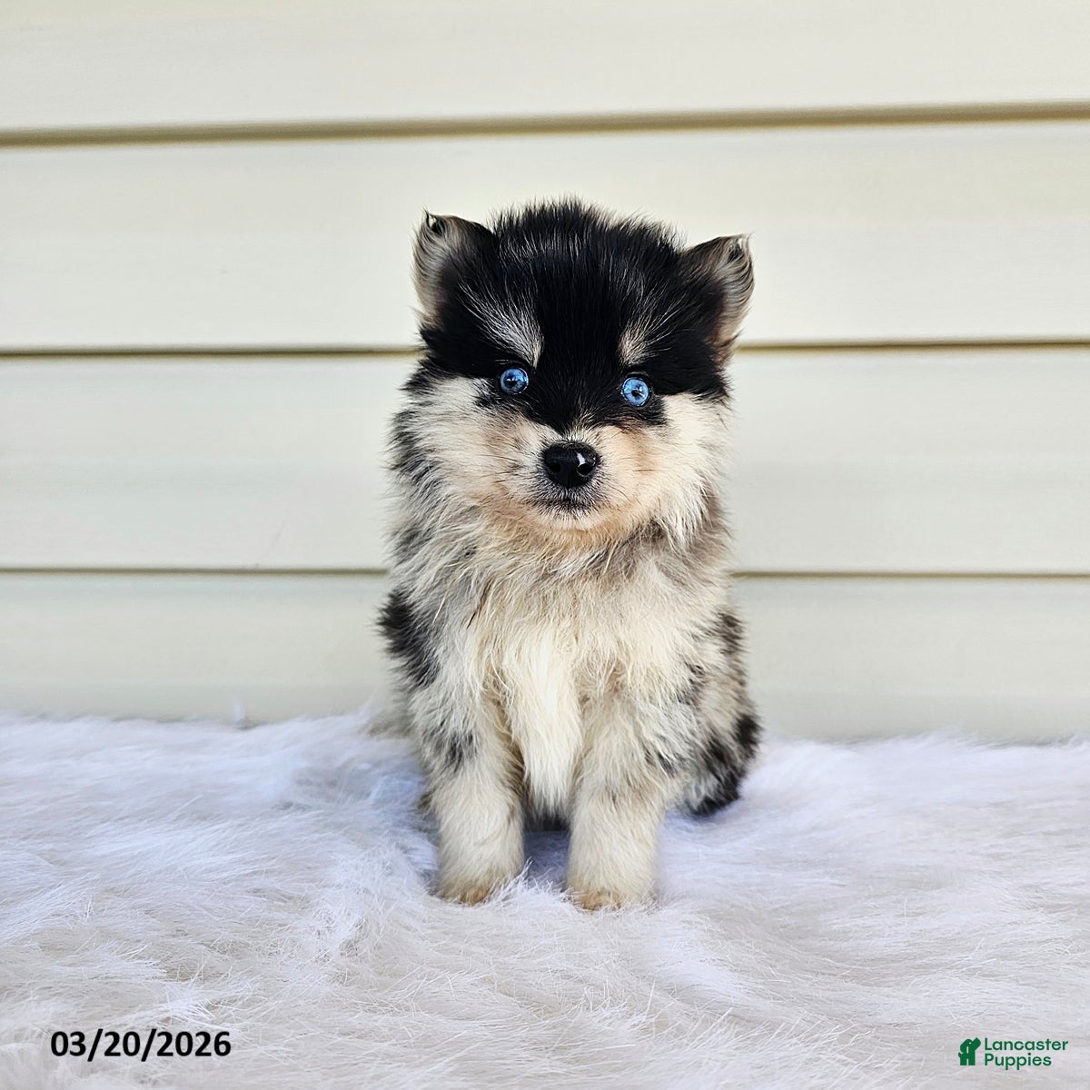 Pomsky dogs Leo - Ad 1