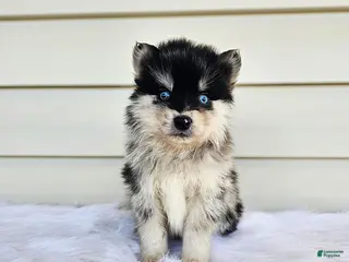 Pomsky dogs for sale: Leo - Ad 2