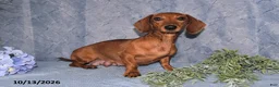 Miniature Dachshund dogs for sale: Summer - Ad 6