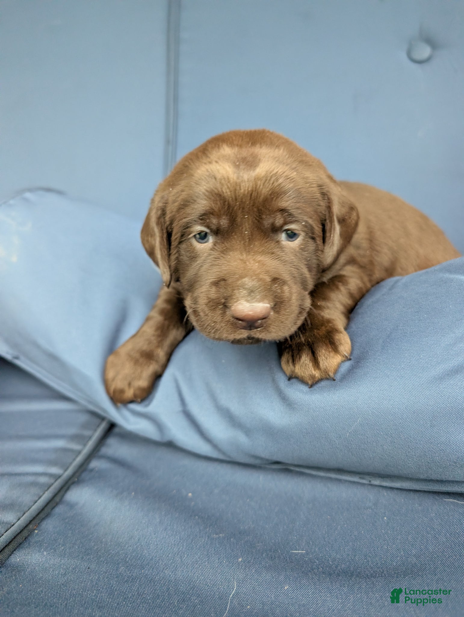 Labrador Retriever dogs Bluebell - Ad 2