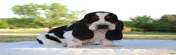 Basset Hound dogs for sale: Prince - Ad 2