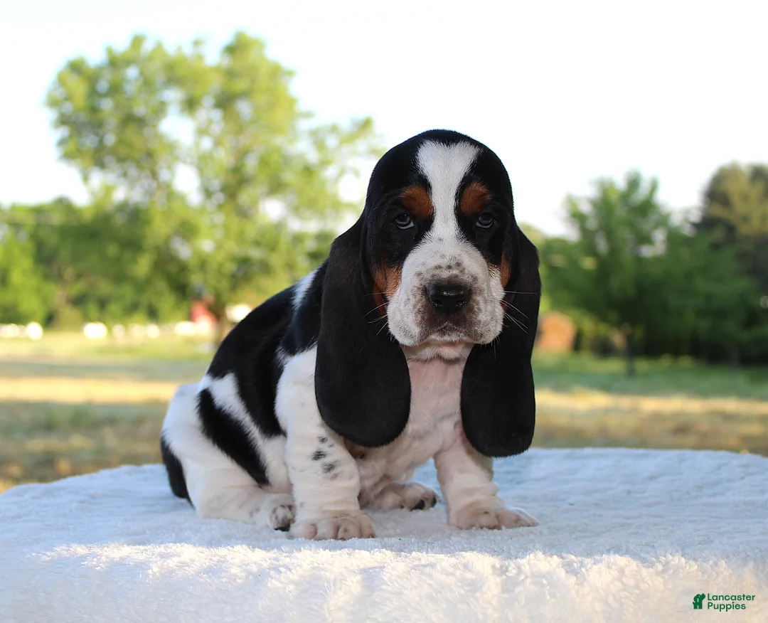 Basset Hound dogs for sale: Prince - Ad 2