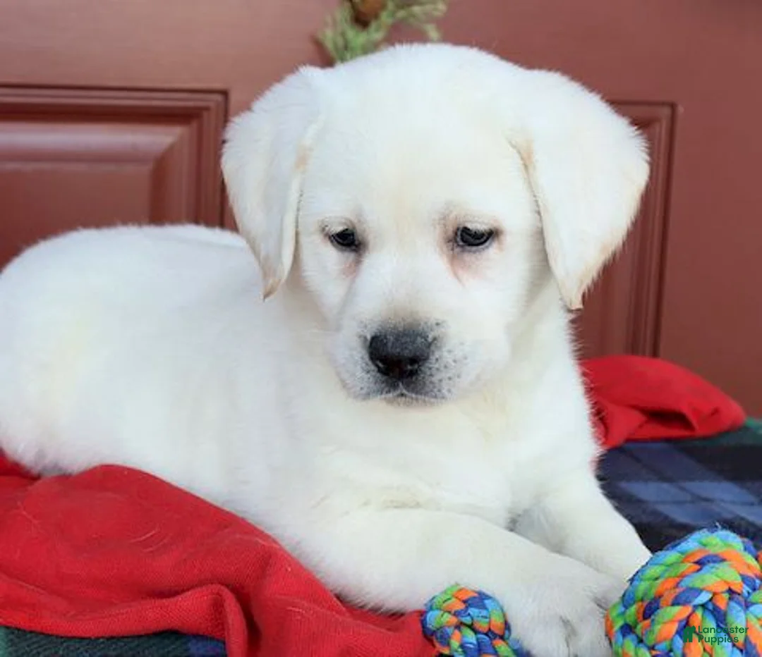 Labrador Retriever dogs for sale: Kinsley - Champ line - Ad 5