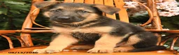 German Shepherd dogs for sale: Gunner - Ad 4