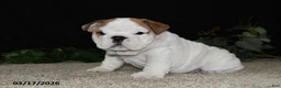 English Bulldog dogs for sale: Astro - Ad 4