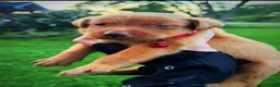 Labrador Retriever dogs for sale: Labrador Retriever 1 - Ad 5