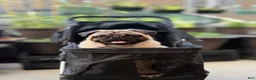 Pug dogs for sale: Pug 1 - Ad 3