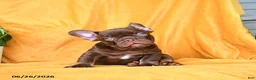 French Bulldog dogs for sale: Rocky - Ad 9