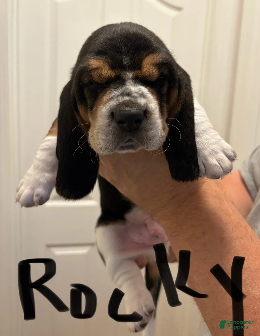Basset Hound dogs for sale: Rocky - Ad 1