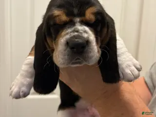 Basset Hound dogs Rocky - Ad 18